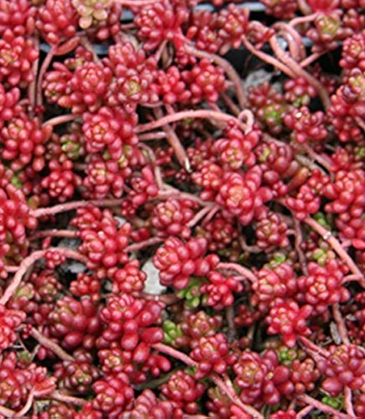 Sedum album 'Coral Carpet' 